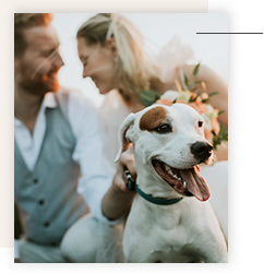 Esküvői kutya szitterkedés, esküvői kutya tréning, Szombathely, kutya oktatás esküvőre