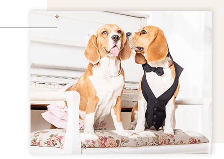 Esküvői kutya szitterkedés, esküvői kutya tréning, Szombathely, kutya oktatás esküvőre