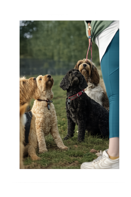 csoportos tanfolyam szombathely 2026